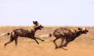 什么动物跑得较快 跑得最快的动物